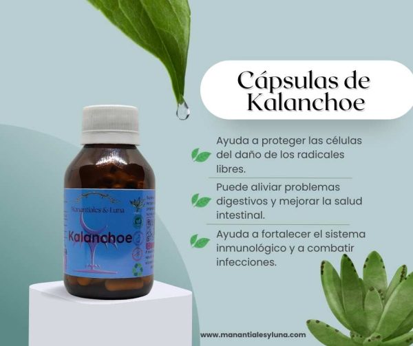 Kalanchoe Cap.