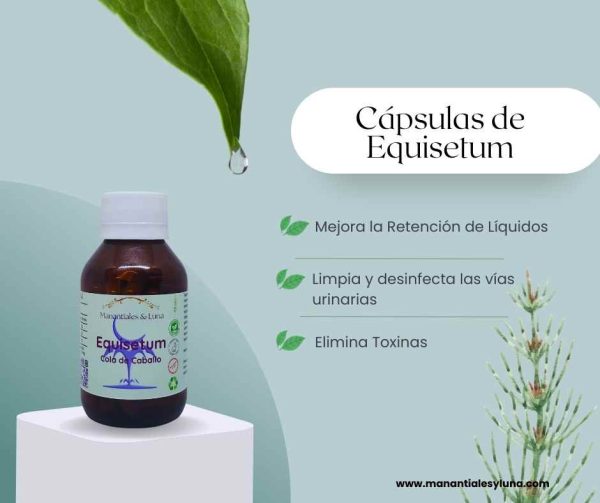 Equisetum cap