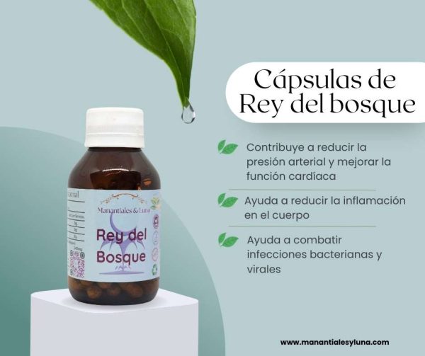 Rey del bosque cap