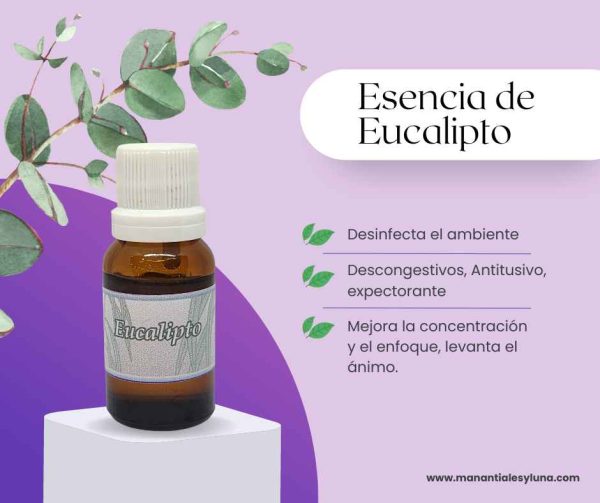 Eucalipto es